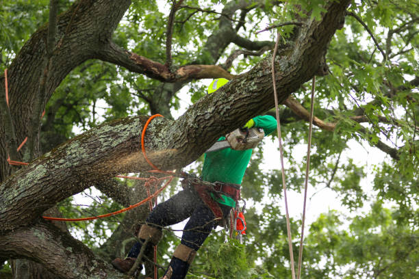 Tree and Shrub Care in Port Barre, LA