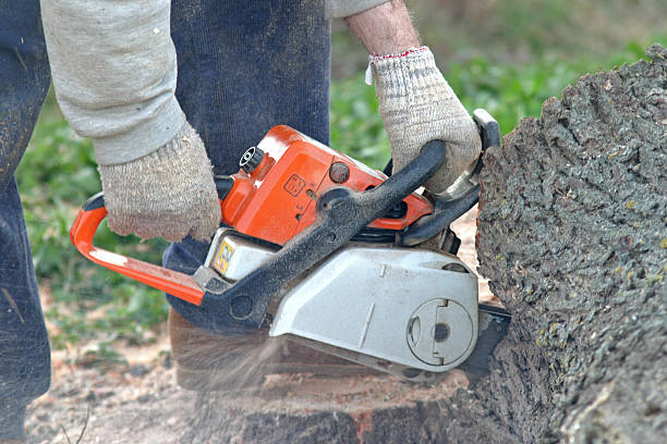 How Our Tree Care Process Works  in  Port Barre, LA